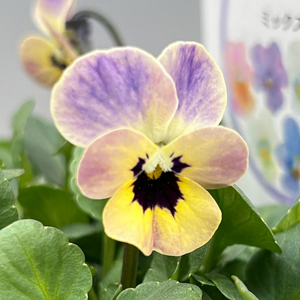 ビオラ：エムズビオラ（いろいろアソート）3号ロングポット 3株セット