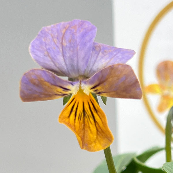 ビオラ：エムズビオラ（いろいろアソート）3号ロングポット 3株セット