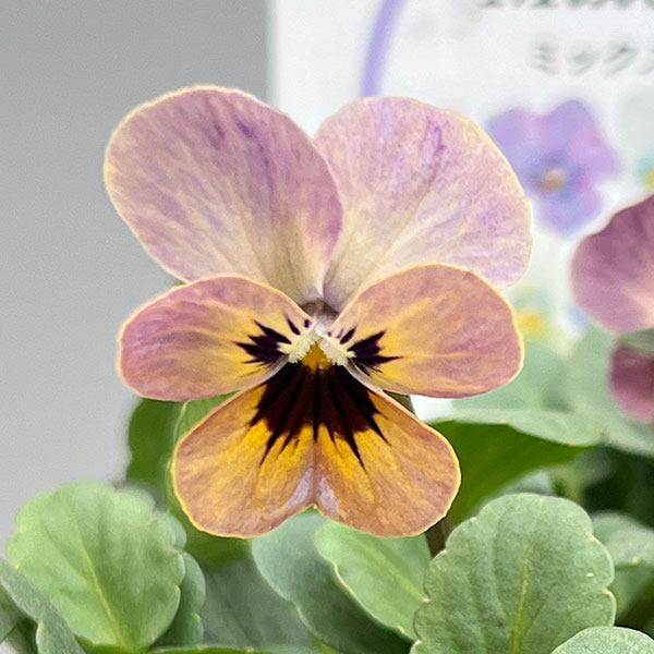 ビオラ：エムズビオラ（いろいろアソート）3号ロングポット 3株セット