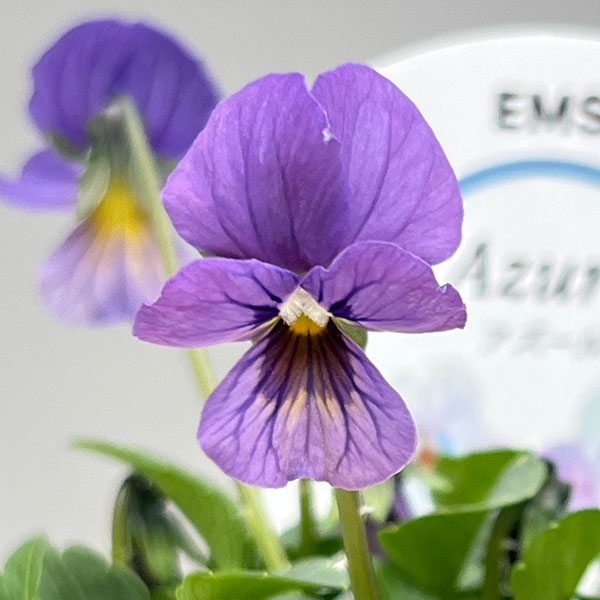 ビオラ：エムズビオラ（いろいろアソート）3号ロングポット 3株セット