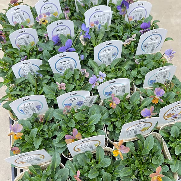 ビオラ：エムズビオラ（いろいろアソート）3号ロングポット 3株セット