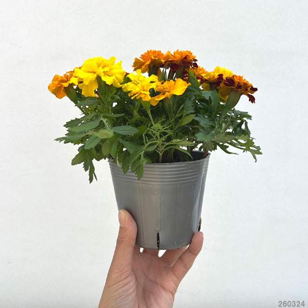 園芸ネット本店｜マリーゴールド ：なかよしマリー花色ミックス植え3.5