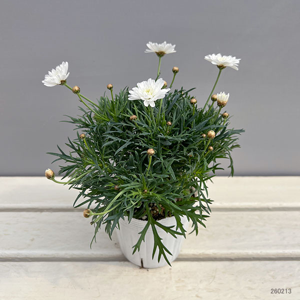 マーガレット：モリンバ　ミニダブルホワイト3.5号ポット