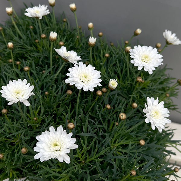 マーガレット：モリンバ　ミニダブルホワイト3.5号ポット