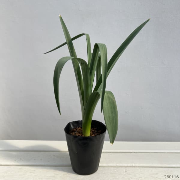 アリウム ：シルバースプリング4.5号ポット