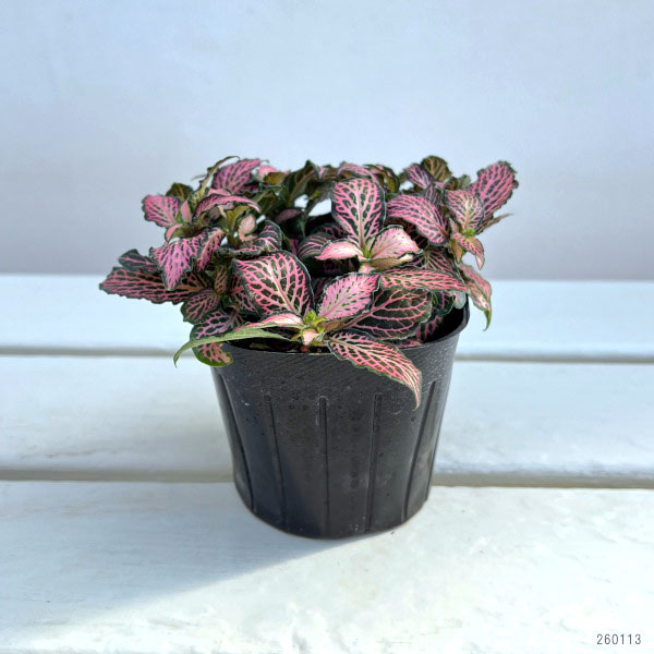 フィットニア：クリスタルピンク　3号ポット