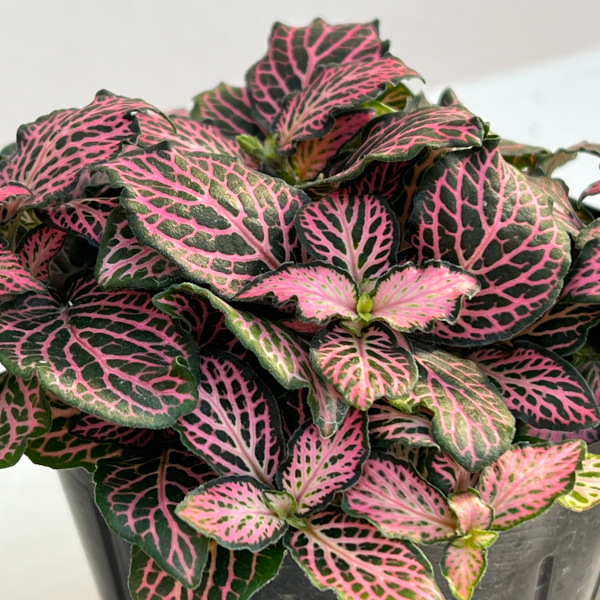 フィットニア：クリスタルピンク　3号ポット