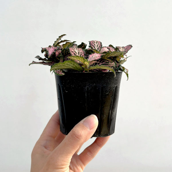 フィットニア：クリスタルピンク　3号ポット