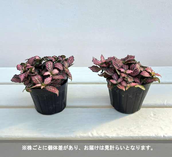 フィットニア：クリスタルピンク　3号ポット