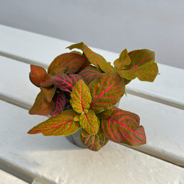 フィットニア：ショコラ　3号ポット