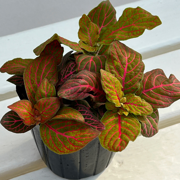 フィットニア：ショコラ　3号ポット