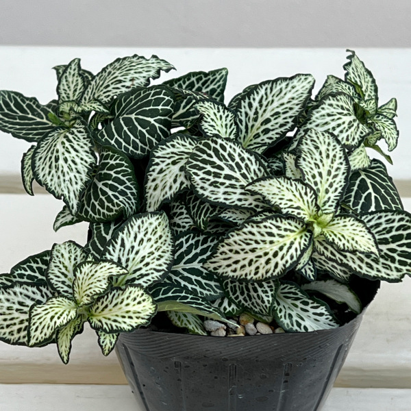 フィットニア：ラバーズ　3号ポット