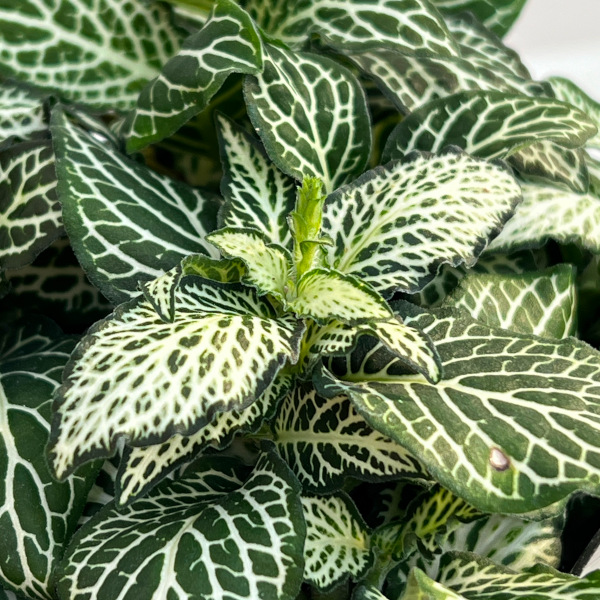 フィットニア：ラバーズ　3号ポット