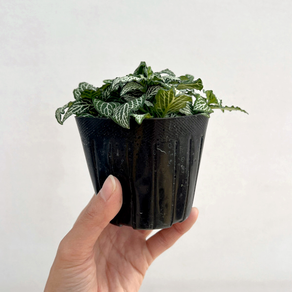 フィットニア：ラバーズ　3号ポット