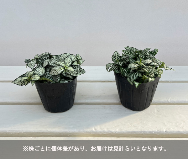 フィットニア：ラバーズ　3号ポット