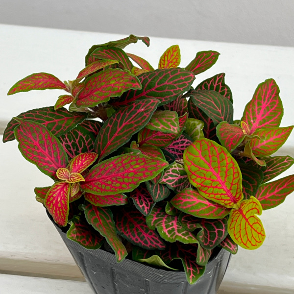 フィットニア：ジェイド　3号ポット