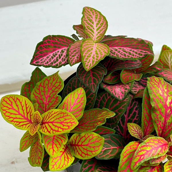 フィットニア：ジェイド　3号ポット