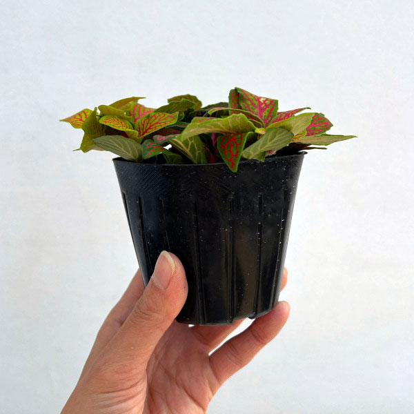 フィットニア：ジェイド　3号ポット