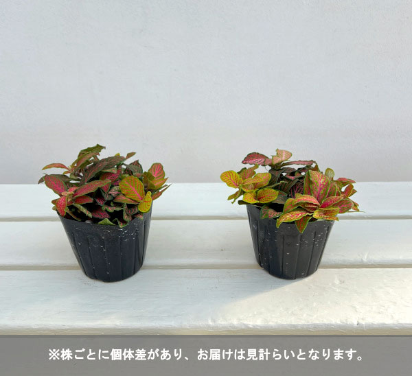 フィットニア：ジェイド　3号ポット