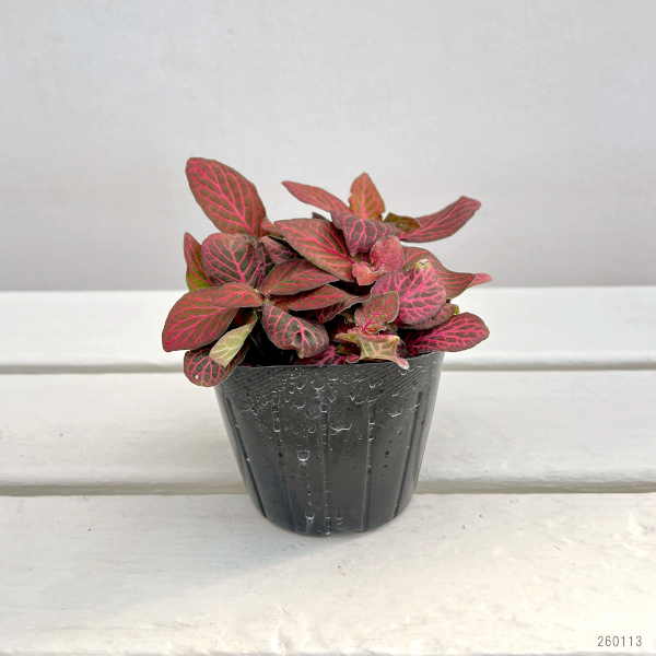 フィットニア：レッドクラウド　3号ポット