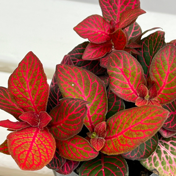 フィットニア：レッドクラウド　3号ポット