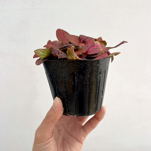 フィットニア：レッドクラウド　3号ポット