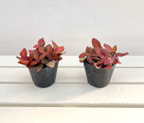 フィットニア：レッドクラウド　3号ポット