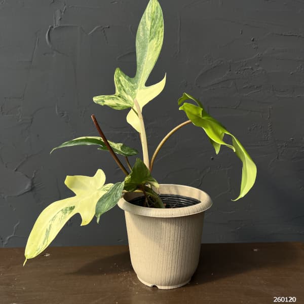 フィロデンドロン：フロリダビューティーバリエガータ（斑入）　4号26-01