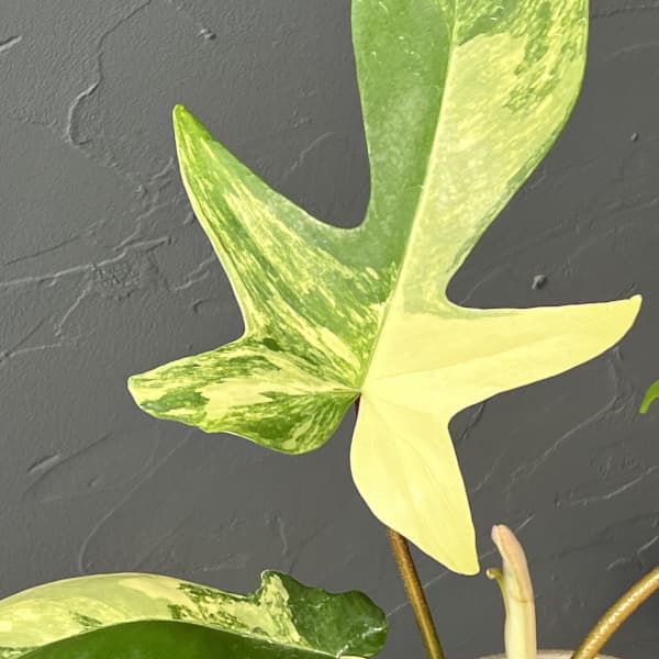 フィロデンドロン：フロリダビューティーバリエガータ（斑入）　4号26-01