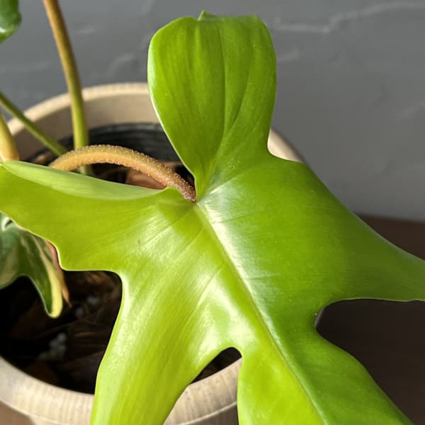 フィロデンドロン：フロリダビューティーバリエガータ（斑入）　4号26-01