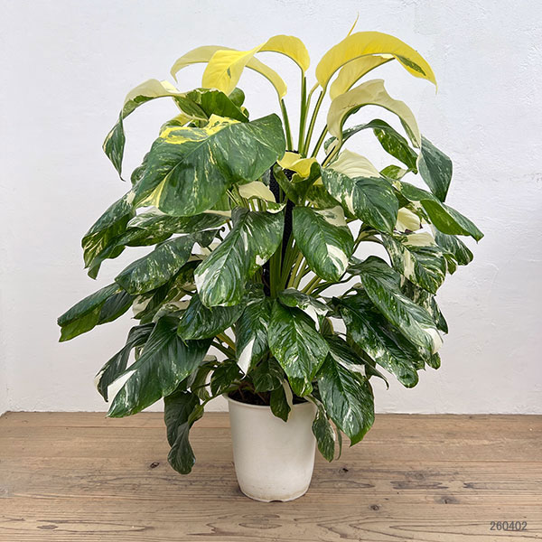 モンステラ:レクレリアナ バリエガータ 8号鉢植え