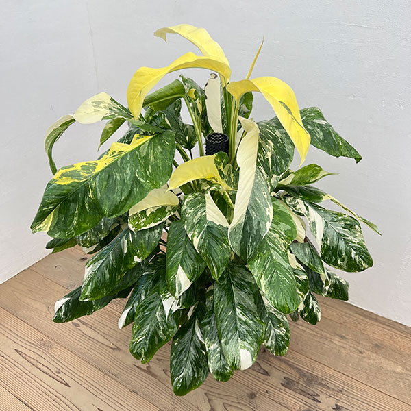 モンステラ:レクレリアナ バリエガータ 8号鉢植え