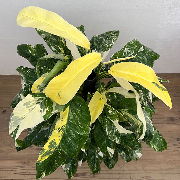 モンステラ:レクレリアナ バリエガータ 8号鉢植え