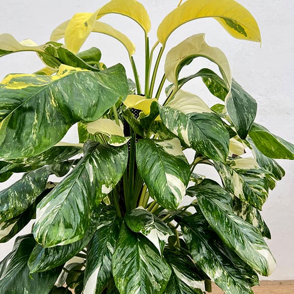 モンステラ:レクレリアナ バリエガータ 8号鉢植え