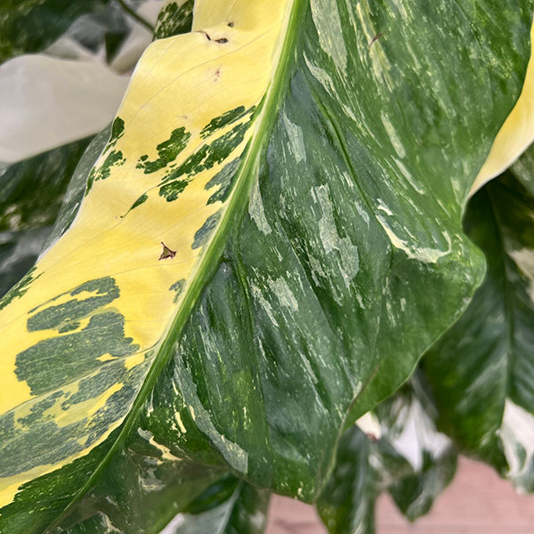 モンステラ:レクレリアナ バリエガータ 8号鉢植え