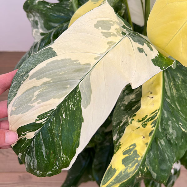 モンステラ:レクレリアナ バリエガータ 8号鉢植え