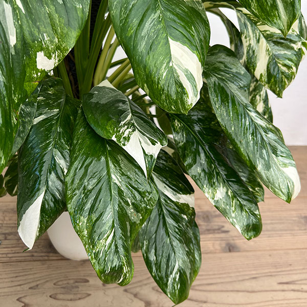 モンステラ:レクレリアナ バリエガータ 8号鉢植え