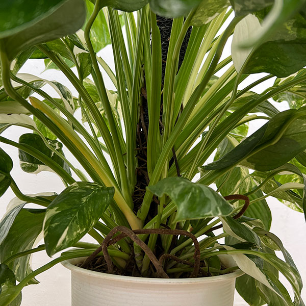 モンステラ:レクレリアナ バリエガータ 8号鉢植え