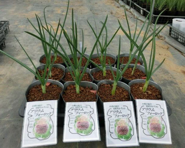 アリウム :フォーロック 4.5号ポット