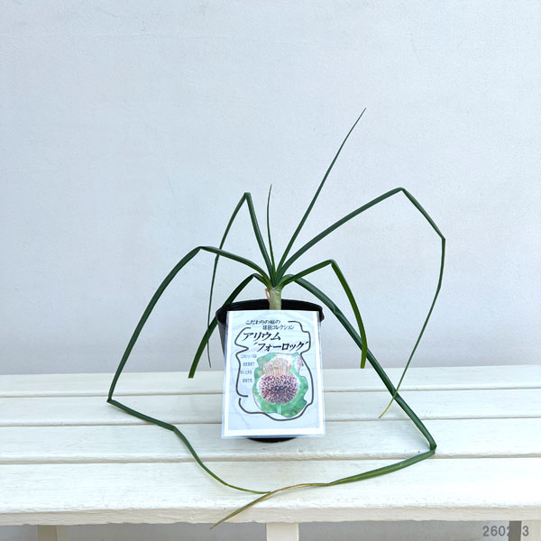 アリウム ：フォーロック 4.5号ポット