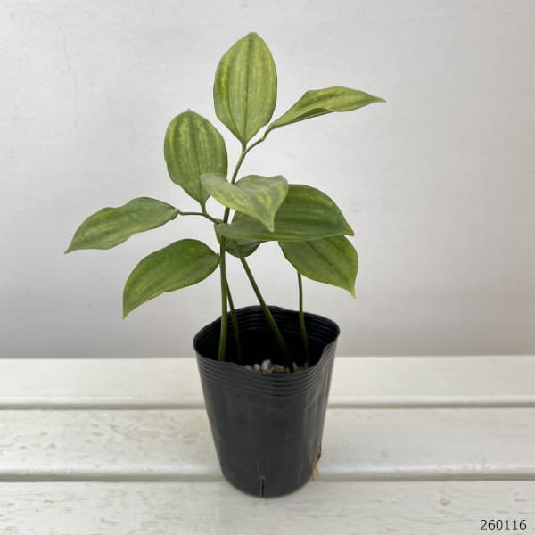 トキワナルコユリ：丸葉　3号ポット