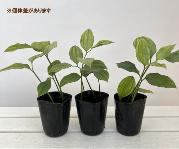 トキワナルコユリ：丸葉　3号ポット