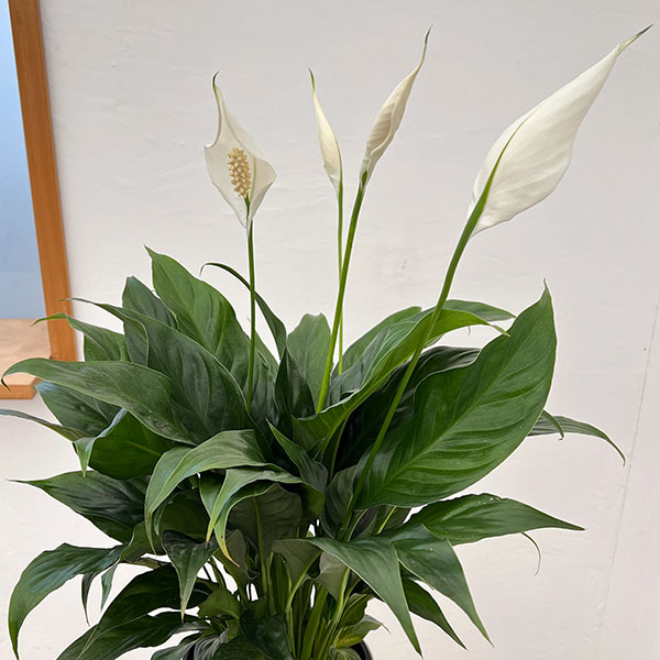 スパティフィラム：スウィートキョリオーサ　5号鉢植え