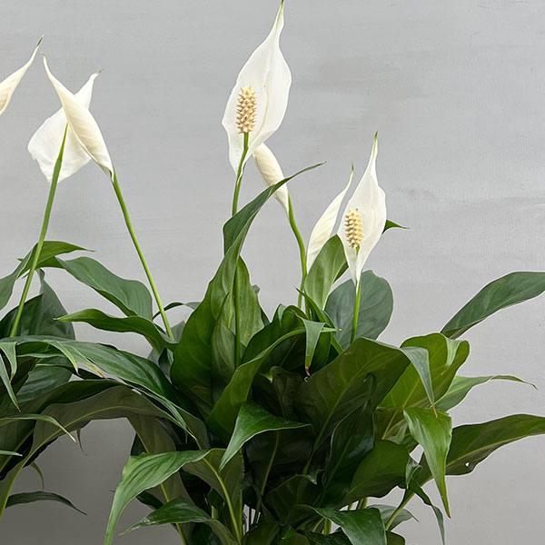 スパティフィラム：スウィートキョリオーサ　5号鉢植え