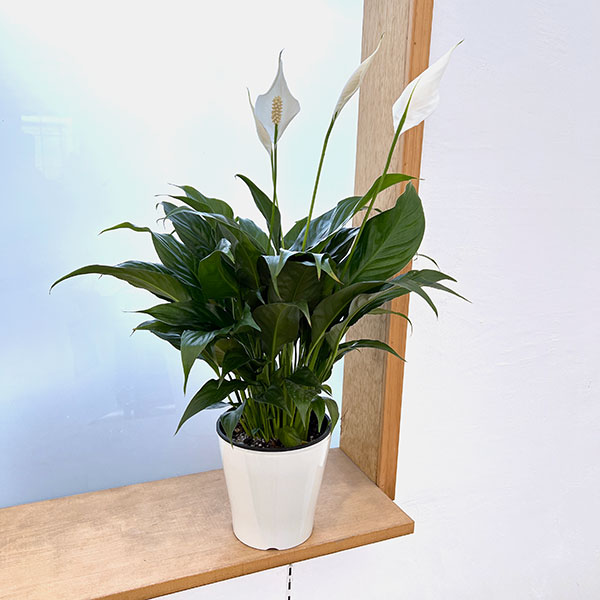 スパティフィラム：スウィートキョリオーサ　5号鉢植え