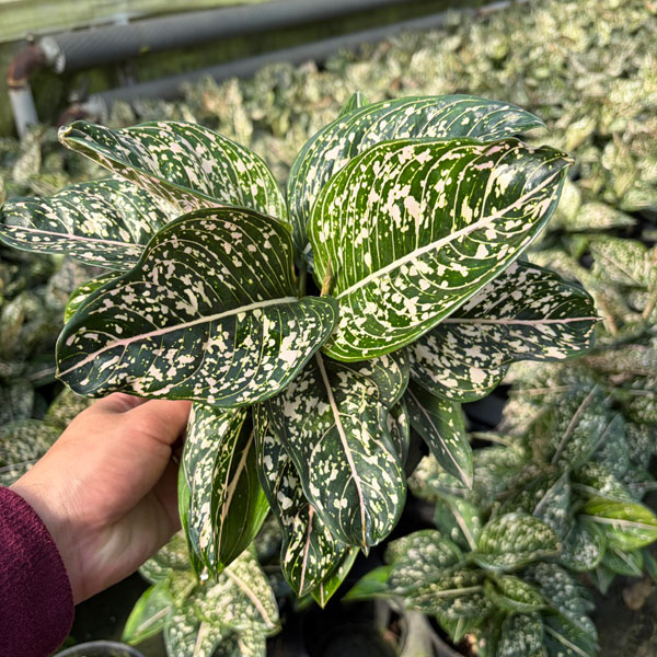 [26年3月中下旬予約]アグラオネマ：トムズプライド　5号鉢植え