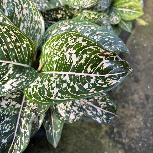 [26年3月中下旬予約]アグラオネマ：トムズプライド　5号鉢植え