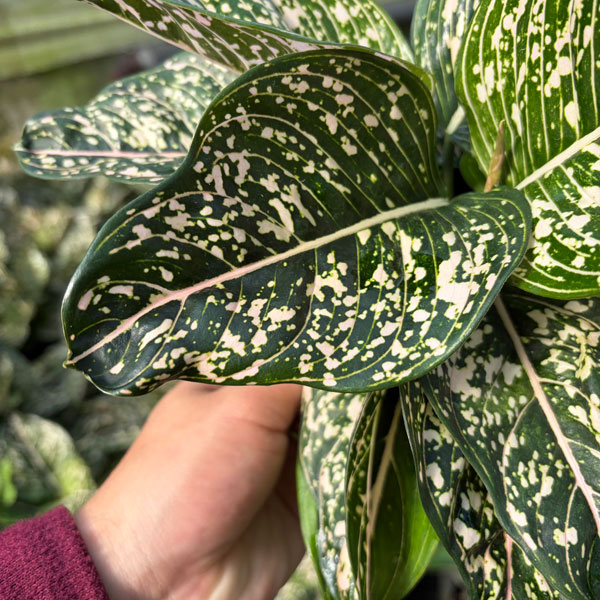 [26年3月中下旬予約]アグラオネマ：トムズプライド　5号鉢植え