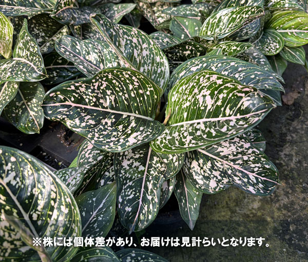 [26年3月中下旬予約]アグラオネマ：トムズプライド　5号鉢植え