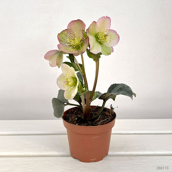 クリスマスローズ：*HGC Ice N’roses 氷の薔薇 ロザリー3.5号ポット